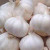 Benefits of Garlic in Hindi छोटा लहसुन बड़ा उपयोगी
