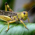 How to Control Locust टिड्डी पर कैसे नियंत्रण करें