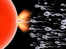 Healthy Sperm स्वस्थ शुक्राणु Hindi Article