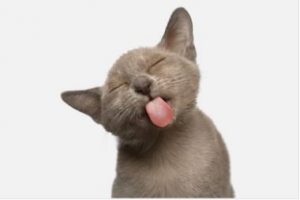 Top Funny Laughter Majedar Hindi Quotes