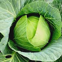 Healthy Cabbage Benefits Hindi Article