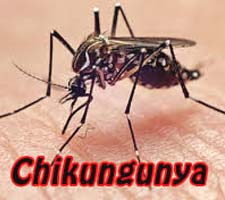 Chikungunya Symptoms Treatment Prevention