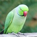 parrot aur chane ka dana hindi story