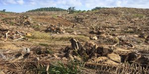 Deforestation for Urbanization Hindi Article