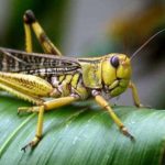 How to Control Locust