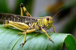 How to Control Locust