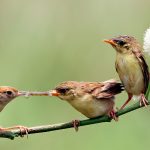 world sparrow day in hindi
